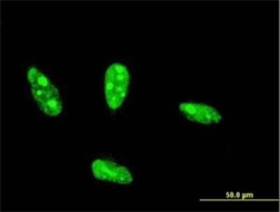 Immunocytochemistry/ Immunofluorescence: NHLH2 Antibody (4E4) [H00004808-M01]