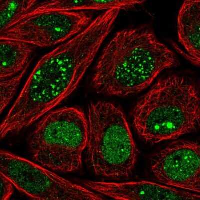 Immunocytochemistry/ Immunofluorescence: NHLH2 Antibody [NBP2-30642]