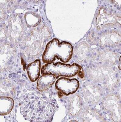 Immunohistochemistry-Paraffin: NHLH2 Antibody [NBP2-30642]