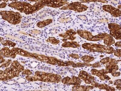 Immunohistochemistry-Paraffin: NHLH2 Antibody [NBP2-98163]