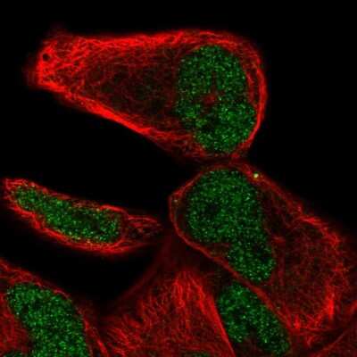 Immunocytochemistry/ Immunofluorescence: NHLRC2 Antibody [NBP2-55820]