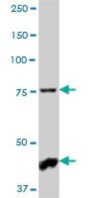 Western Blot: NHLRC2 Antibody [H00374354-B01P]