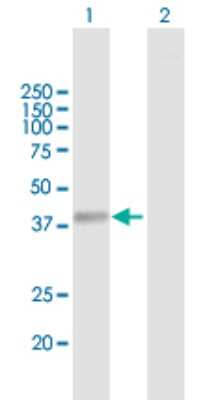 Western Blot: NHLRC2 Antibody [H00374354-B01P]