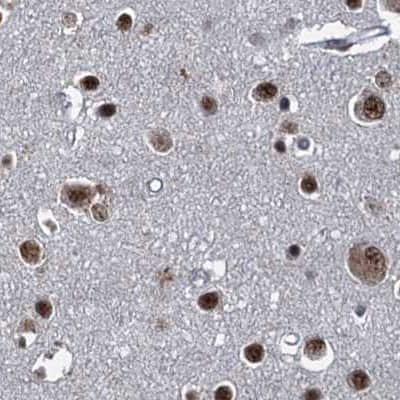Immunohistochemistry-Paraffin: NHN1 Antibody [NBP1-82570]
