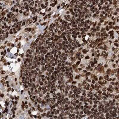 Immunohistochemistry-Paraffin: NHN1 Antibody [NBP1-82570]