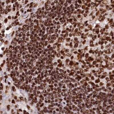 Immunohistochemistry-Paraffin: NHN1 Antibody [NBP1-82571]