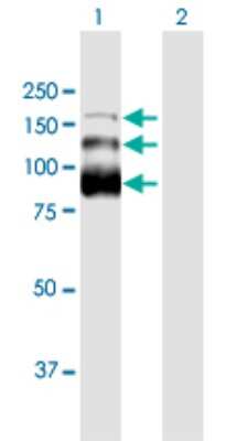 Western Blot: NHN1 Antibody [H00124245-B01P]