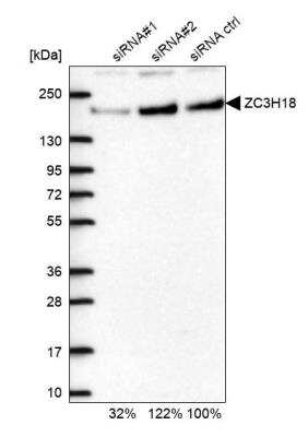 Western Blot: NHN1 Antibody [NBP1-82571]