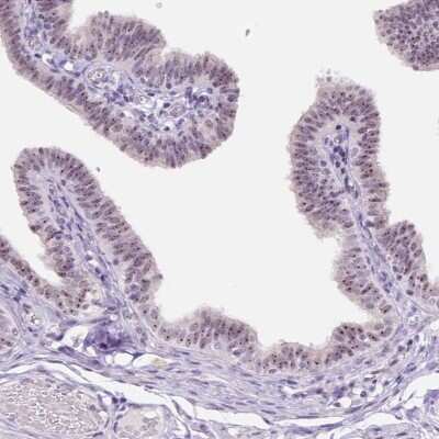 Immunohistochemistry-Paraffin: NHP2 Antibody [NBP2-13656]
