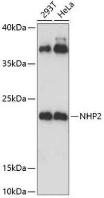 Western Blot: NHP2 AntibodyAzide and BSA Free [NBP2-93118]