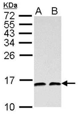 Western Blot: NHP2L1 Antibody [NBP1-32732]