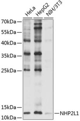 Western Blot: NHP2L1 AntibodyBSA Free [NBP2-93592]