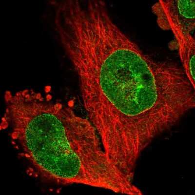 Immunocytochemistry/ Immunofluorescence: NHSL1 Antibody [NBP2-38148]