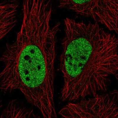 Immunocytochemistry/ Immunofluorescence: NICN1 Antibody [NBP2-58328]