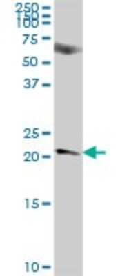 Western Blot: NICN1 Antibody [H00084276-B01P]