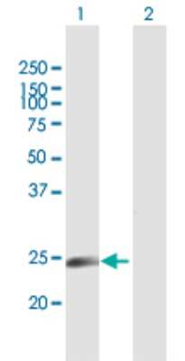 Western Blot: NICN1 Antibody [H00084276-B01P]