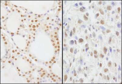 Immunohistochemistry: NIF1 Antibody [NB100-2578]