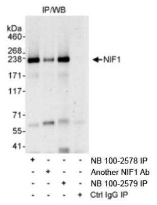 Immunoprecipitation: NIF1 Antibody [NB100-2578]