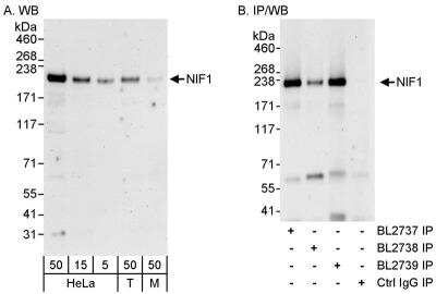 Western Blot: NIF1 Antibody [NB100-2579]