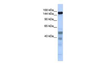 Western Blot: NIF1 Antibody [NBP3-10511]