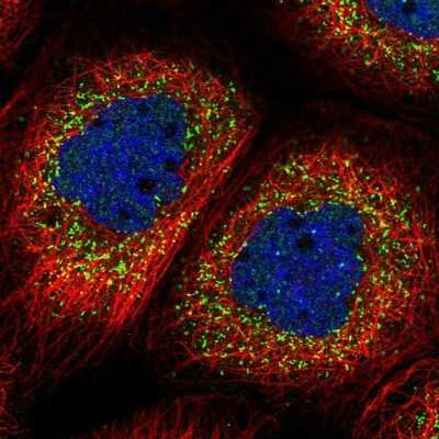Immunocytochemistry/ Immunofluorescence: NIF3L1 Antibody [NBP2-38295]