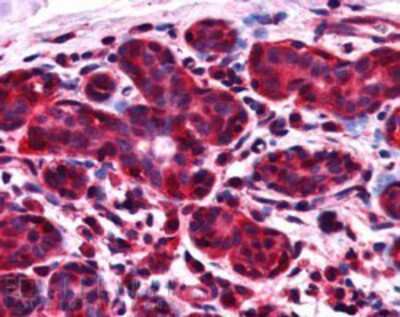 Immunohistochemistry: NIF3L1 Antibody [NB100-1185]