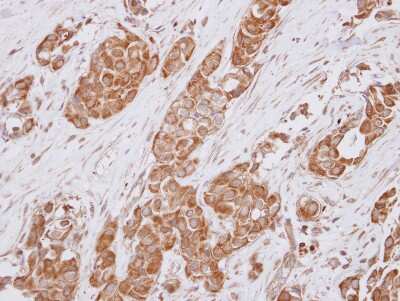 Immunohistochemistry-Paraffin: NIF3L1 Antibody [NBP2-19542]