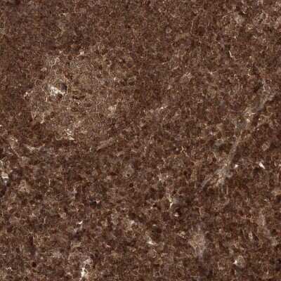 Immunohistochemistry-Paraffin: NIF3L1 Antibody [NBP2-38295]