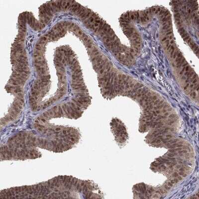 Immunohistochemistry-Paraffin: NIF3L1 Antibody [NBP2-38923]