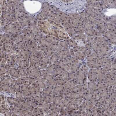 Immunohistochemistry-Paraffin: NIF3L1 Antibody [NBP2-38923]