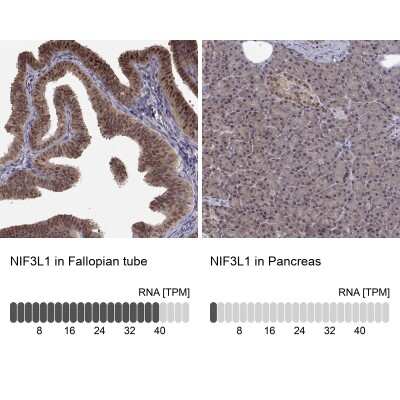 Immunohistochemistry-Paraffin: NIF3L1 Antibody [NBP2-38923]