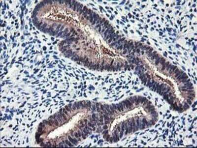 Immunohistochemistry: NIF3L1 Antibody (OTI5A7) - Azide and BSA Free [NBP2-72988]