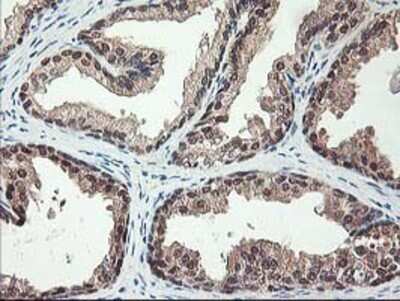 Immunohistochemistry: NIF3L1 Antibody (OTI5A7) - Azide and BSA Free [NBP2-72988]