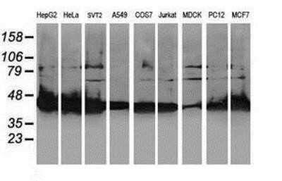 Western Blot: NIF3L1 Antibody (OTI5A7)Azide and BSA Free [NBP2-72988]