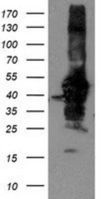 Western Blot: NIF3L1 Antibody (OTI5A7)Azide and BSA Free [NBP2-72988]