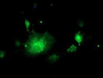 Immunocytochemistry/ Immunofluorescence: NIF3L1 Antibody (OTI5A7) [NBP2-01317]
