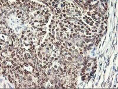 Immunohistochemistry-Paraffin: NIF3L1 Antibody (OTI5A7) [NBP2-01317]