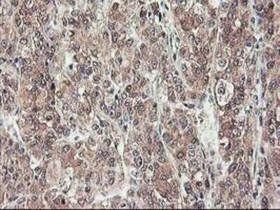 Immunohistochemistry-Paraffin: NIF3L1 Antibody (OTI5A7) [NBP2-01317]