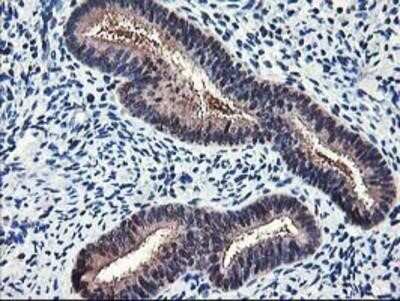 Immunohistochemistry-Paraffin: NIF3L1 Antibody (OTI5A7) [NBP2-01317]