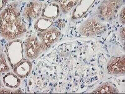 Immunohistochemistry-Paraffin: NIF3L1 Antibody (OTI5A7) [NBP2-01317]