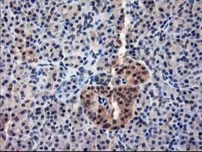 Immunohistochemistry-Paraffin: NIF3L1 Antibody (OTI5A7) [NBP2-01317]