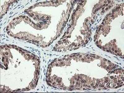 Immunohistochemistry-Paraffin: NIF3L1 Antibody (OTI5A7) [NBP2-01317]