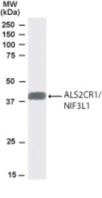 Western Blot: NIF3L1 Antibody [NB100-1185]