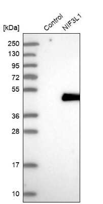 Western Blot: NIF3L1 Antibody [NBP1-89115]