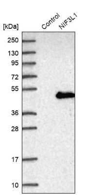 Western Blot: NIF3L1 Antibody [NBP2-38295]