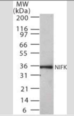 Western Blot: NIFK Antibody (18E148)Azide Free [NBP2-33233]