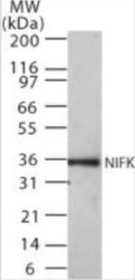 Western Blot: NIFK Antibody (18E148) [NB100-56590]