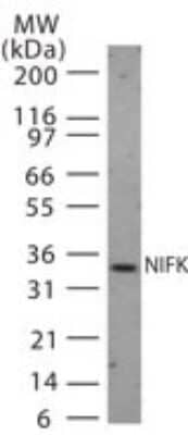 Western Blot: NIFK Antibody [NB100-56660]