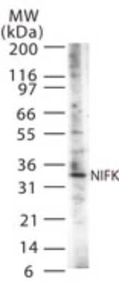 Western Blot: NIFK Antibody [NB100-56661]