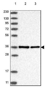 Western Blot: NIFK Antibody [NBP2-48643]